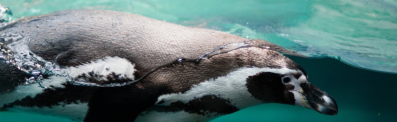 Pinguin