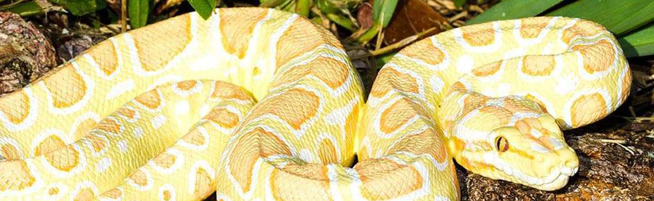 Safari Ltd. Incredible Creatures � Realistische Tierfiguren in beeindruckender Gr�sse