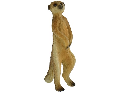 Erdmännchen