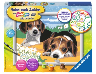Jack Russel Welpen