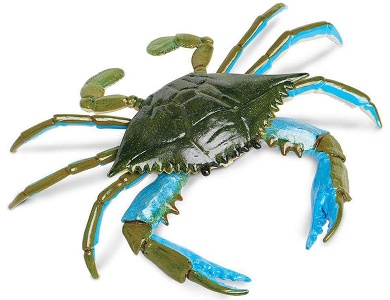 Blaue Krabbe