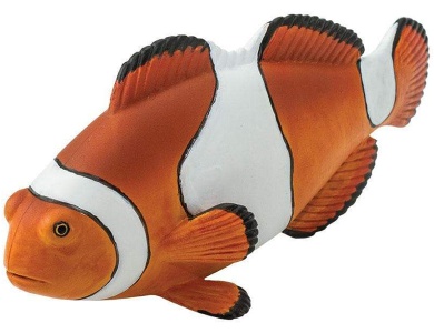 Clownfisch