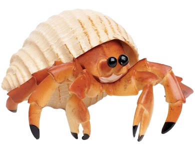 Einsiedlerkrebs
