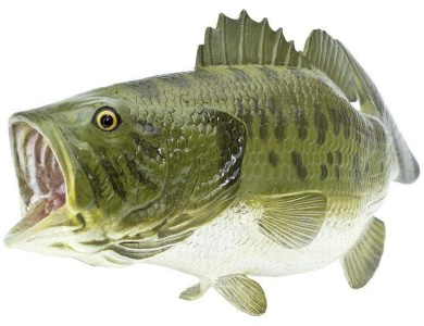 Forellenbarsch