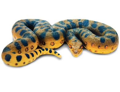 Grne Anaconda