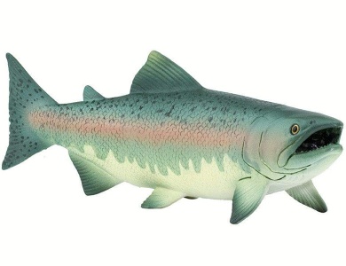 Lachs