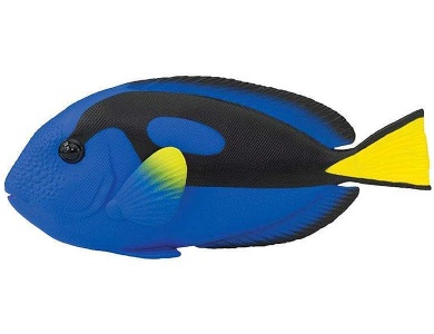 Paletten-Doktorfisch
