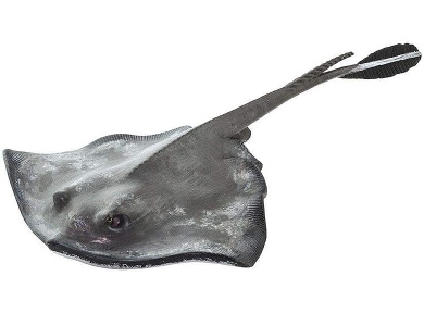 Stachelrochen