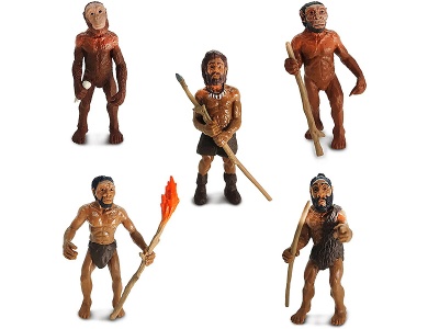 Evolution des Menschen