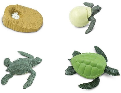 Lebenszyklus einer Seeschildkrte