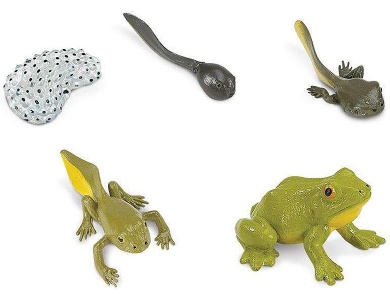 Lebenszyklus eines Frosches