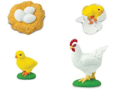 Lebenszyklus eines Huhn
