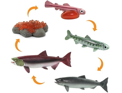 Lebenszyklus Lachs