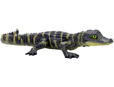 Alligator Baby