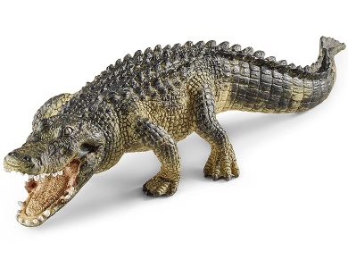 Alligator