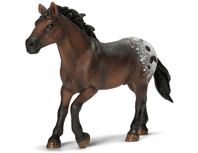 Appaloosa Hengst