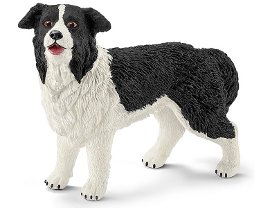 Border-Collie