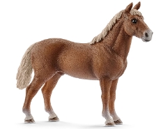 Morgan Horse Hengst