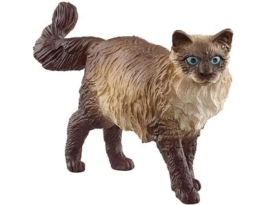 Ragdoll Katze