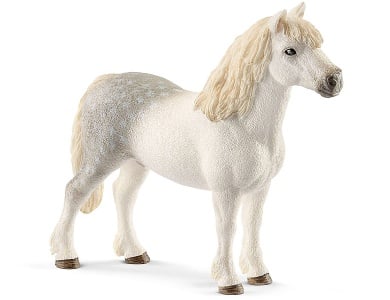 Welsh-Pony Hengst