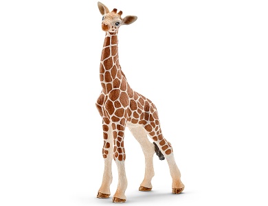 Giraffenbaby