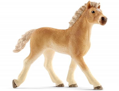 Haflinger Fohlen