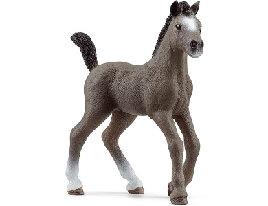 Cheval de Selle Francais Fohlen