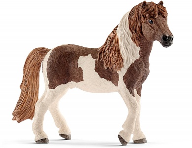 Island Pony Hengst