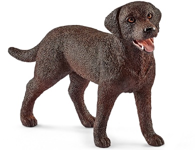 Labrador Retriever Hündin