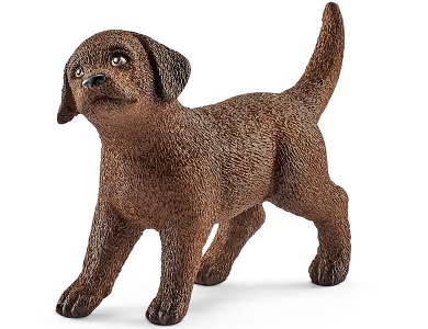 Labrador Retriever Welpe