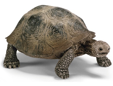 Riesenschildkröte