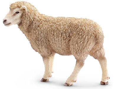 Schaf stehend
