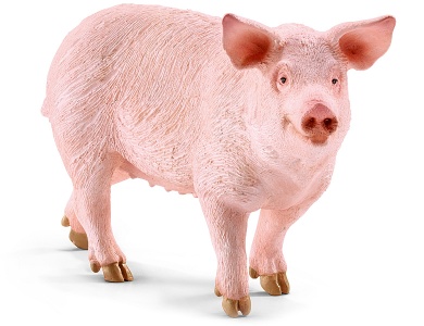 Schwein