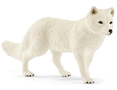 Polarfuchs