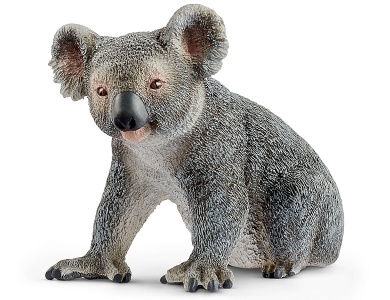 Koalabär