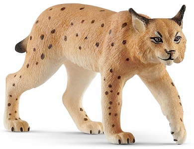 Luchs