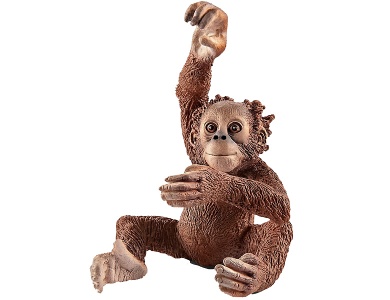 Orang-Utan Junges