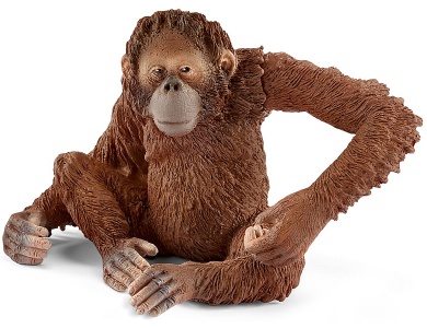 Orang-Utan Weibchen