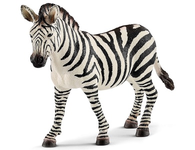 Zebra Stute